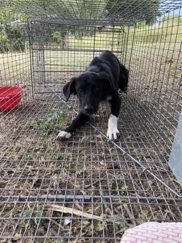 STUART -  Mixed Breed Dog for Adoption in Dallas, Texas - STUART | PetCurious