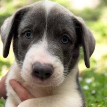 Frankie -  Labrador Retriever and Pit Bull Terrier Dog for Adoption in Brownstown, Indiana - Frankie | PetCurious