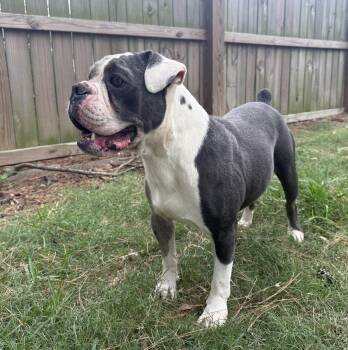 Rescue American Bulldog Dogs for Adoption in Spring, Texas - Bella | PetCurious