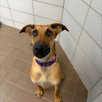 Squirt -  Mixed Breed Dog for Adoption in Wantagh, New York - Squirt | PetCurious