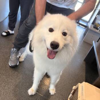 Samoyed Dogs Available for Adoption - Kasper | PetCurious