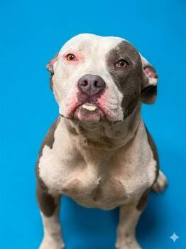 Mixed Breed Dogs Available for Adoption in Jacksonville, Florida - BROTATO CHIP | PetCurious