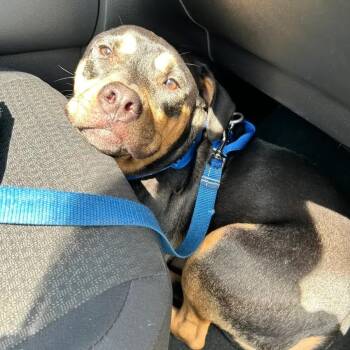 Lucky -  Rottweiler and Mixed Breed Dog for Adoption in Polk, Ohio - Lucky | PetCurious