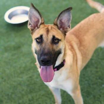 Wren -  Anatolian Shepherd and Mixed Breed Dog for Adoption in Atlanta, Georgia - Wren | PetCurious