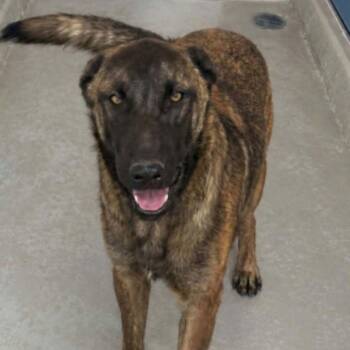 Ritter -  Shepherd Dog for Adoption in Kingman, Arizona - Ritter | PetCurious