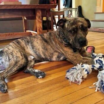 Jack Daniels -  Pit Bull Terrier Dog for Adoption in Hamden, Connecticut - Jack Daniels | PetCurious