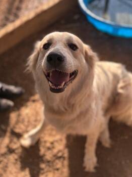 Ivy -  Great Pyrenees and Mixed Breed Dog for Adoption in Lockhart, Texas - Ivy | PetCurious