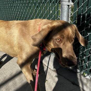 Mixed Breed Dogs Available for Adoption in Murray, Utah - Canela | PetCurious