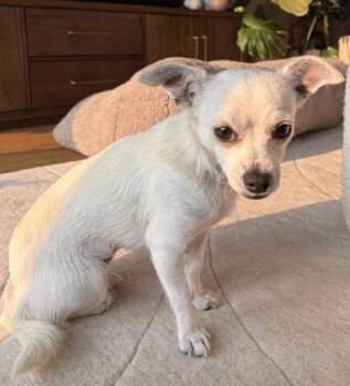 Maxi -  Chihuahua Dog for Adoption in Seattle, Washington - Maxi | PetCurious