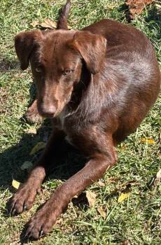 Rescue Labrador Retriever and Wirehaired Terrier Dogs for Adoption in Swainsboro, Georgia - Bowie | PetCurious