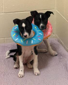 Terrier Dogs Available for Adoption in Fremont, Michigan - Bullet And Roscoe | PetCurious