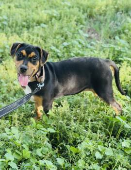 Venus -  Shepherd Dog for Adoption in San Antonio, Texas - Venus | PetCurious