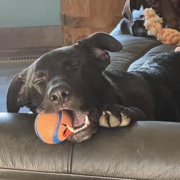 Black Labrador Retriever and Mixed Breed Dogs Available for Adoption - Ziegler | PetCurious