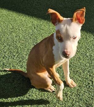 Mixed Breed Dogs Available for Adoption - Nani | PetCurious