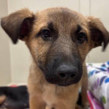 Antigua 54106 -  German Shepherd Dog and Mixed Breed Dog for Adoption in Las Vegas, Nevada - Antigua 54106 | PetCurious