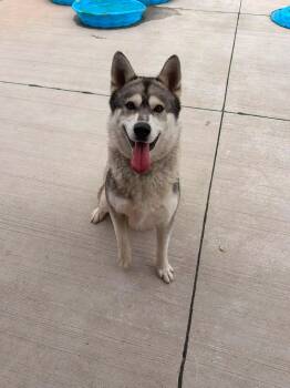 Heinz -  Husky Dog for Adoption in Lincoln Park, Michigan - Heinz | PetCurious