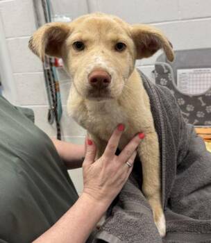 Meringue -  Mixed Breed Dog for Adoption in Kansas City, Missouri - Meringue | PetCurious