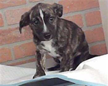 SCOTCH -  Australian Shepherd and Yorkshire Terrier Dog for Adoption in Houston, Texas - SCOTCH | PetCurious
