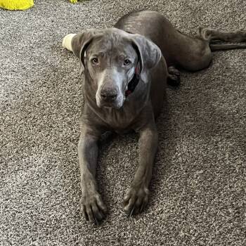 Rescue Labrador Retriever Dogs for Adoption in Ferndale, Michigan - Ellie Mae | PetCurious