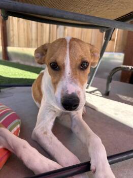 CHAMOMILE -  Australian Cattle Dog Blue Heeler and Beagle Dog for Adoption in Atascadero, California - CHAMOMILE | PetCurious