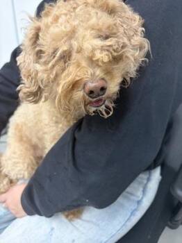 Poodle and Mixed Breed Dogs Available for Adoption in West Chester, Pennsylvania - Luca | PetCurious