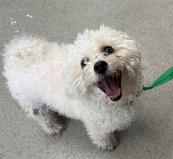 Maltese and Mixed Breed Dogs Available for Adoption in San Bernardino, California - DIAMOND | PetCurious