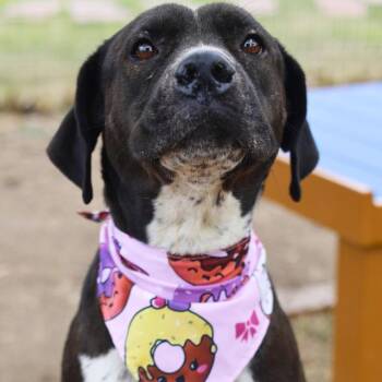 PAISLEY -  Mastiff and Great Dane Dog for Adoption in San Antonio, Texas - PAISLEY | PetCurious