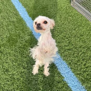 Whisper D12747 -  Maltese and Shih Tzu Dog for Adoption - Whisper D12747 | PetCurious