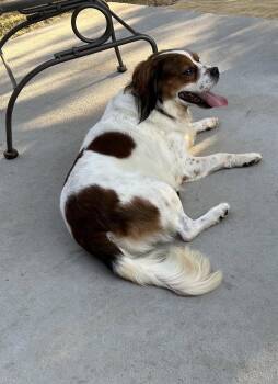 Wilbur -  Cocker Spaniel Dog for Adoption in Fort Worth, Texas - Wilbur | PetCurious