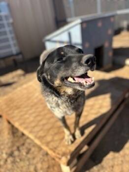 Rescue Cattle Dog Dogs for Adoption in Page, Arizona - Otis | PetCurious