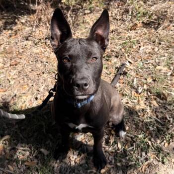 Black Labrador Retriever and Pit Bull Terrier Dogs Available for Adoption - SERSHA | PetCurious