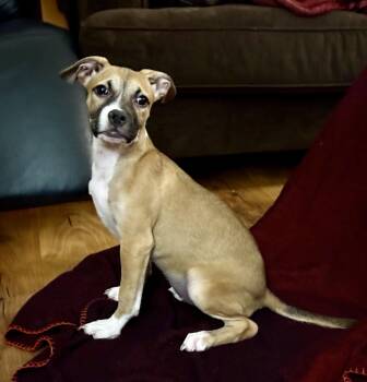 LILA -  American Staffordshire Terrier and Shepherd Dog for Adoption in Los Angeles, California - LILA | PetCurious