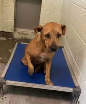 Lottie -  Mixed Breed Dog for Adoption in Morristown, New Jersey - Lottie | PetCurious