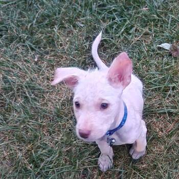 Schrodinger -  Mixed Breed Dog for Adoption in Buffalo, Minnesota - Schrodinger | PetCurious