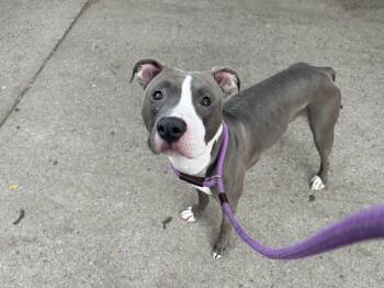 Rescue Mixed Breed Dogs for Adoption in New York, New York - Rocket | PetCurious