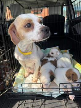 Chihuahua and Mixed Breed Dogs Available for Adoption - Pippi | PetCurious