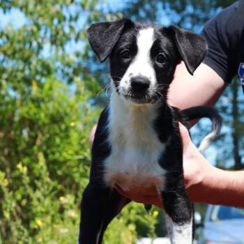 CT Bach -  Border Collie and Mixed Breed Dog for Adoption in Stormville, New York - CT Bach | PetCurious