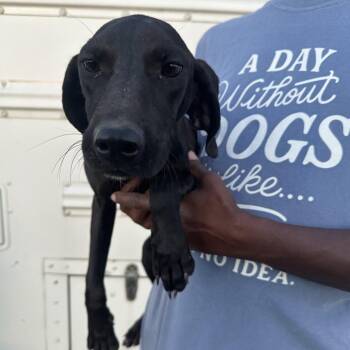 Chewie - Local November 6-8 -  Labrador Retriever Dog for Adoption in Brookshire, Texas - Chewie - Local November 6-8 | PetCurious