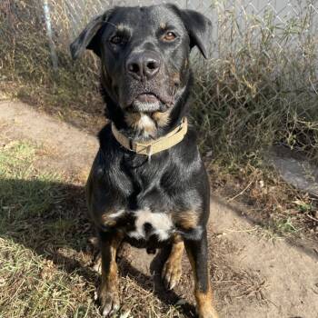 Rescue Rottweiler Dogs for Adoption in Wadena, Minnesota - Baldwin | PetCurious