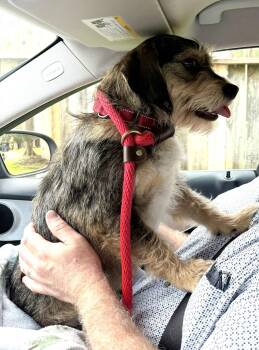 Dachshund Dogs Available for Adoption - Franklin | PetCurious