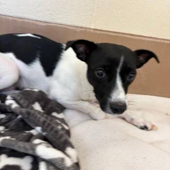 Coffee -  Chihuahua Dog for Adoption in Reno, Nevada - Coffee | PetCurious