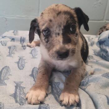 Catahoula Leopard Dog and Mixed Breed Dogs Available for Adoption - Waffles 4100 | PetCurious