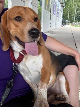 Drake -  Beagle Dog for Adoption in Salisbury, Maryland - Drake | PetCurious
