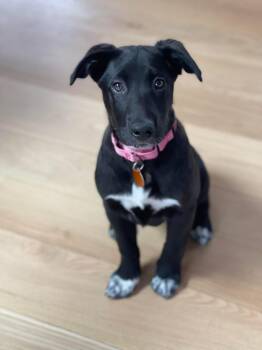 Australian Shepherd and Border Collie Dogs Available for Adoption in Avondale, Pennsylvania - Sugar | PetCurious