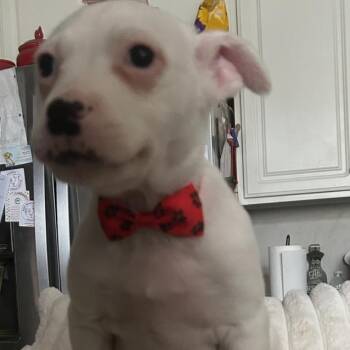 Terrier and Australian Shepherd Dogs Available for Adoption in Naperville, Illinois - Pete | PetCurious