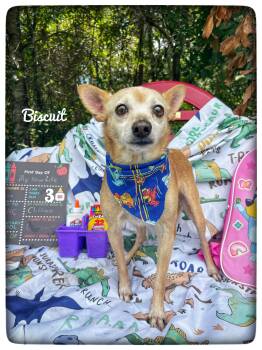 Biscuit -  Chihuahua Dog for Adoption in Sebring, Florida - Biscuit | PetCurious