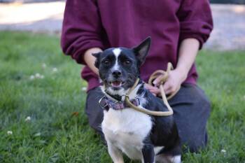 Hades -  Chihuahua Dog for Adoption in Salmon, Idaho - Hades | PetCurious