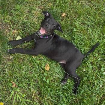 Samuel -  Mixed Breed Dog for Adoption in Patchogue, New York - Samuel | PetCurious