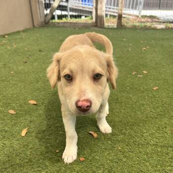 Rayo* 5053 -  Chihuahua and Mixed Breed Dog for Adoption in Loxahatchee Groves, Florida - Rayo* 5053 | PetCurious