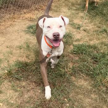 Boe 9252 -  Mixed Breed Dog for Adoption in Columbus, Georgia - Boe 9252 | PetCurious